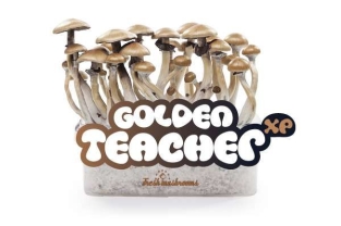 100% MYCELIUM Golden Teacher - FreshMushrooms growkit 1200cc